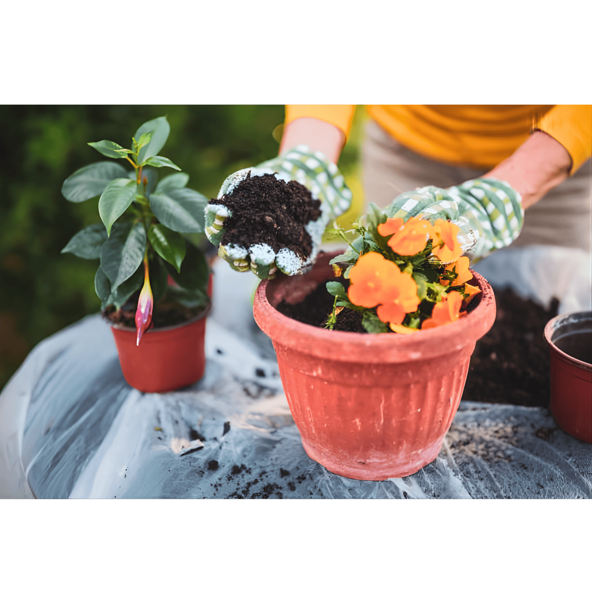 {"value":{"src":"https://file-manager-bucket-production-234547735252.s3.eu-west-2.amazonaws.com/4mcu2mnrhospv_SoilandSand - flowers (1).png","alt":"","title":"SoilandSand - flowers.png","fileId":"01KNS5H5F89A4VCXWABHDC3XP4"}}