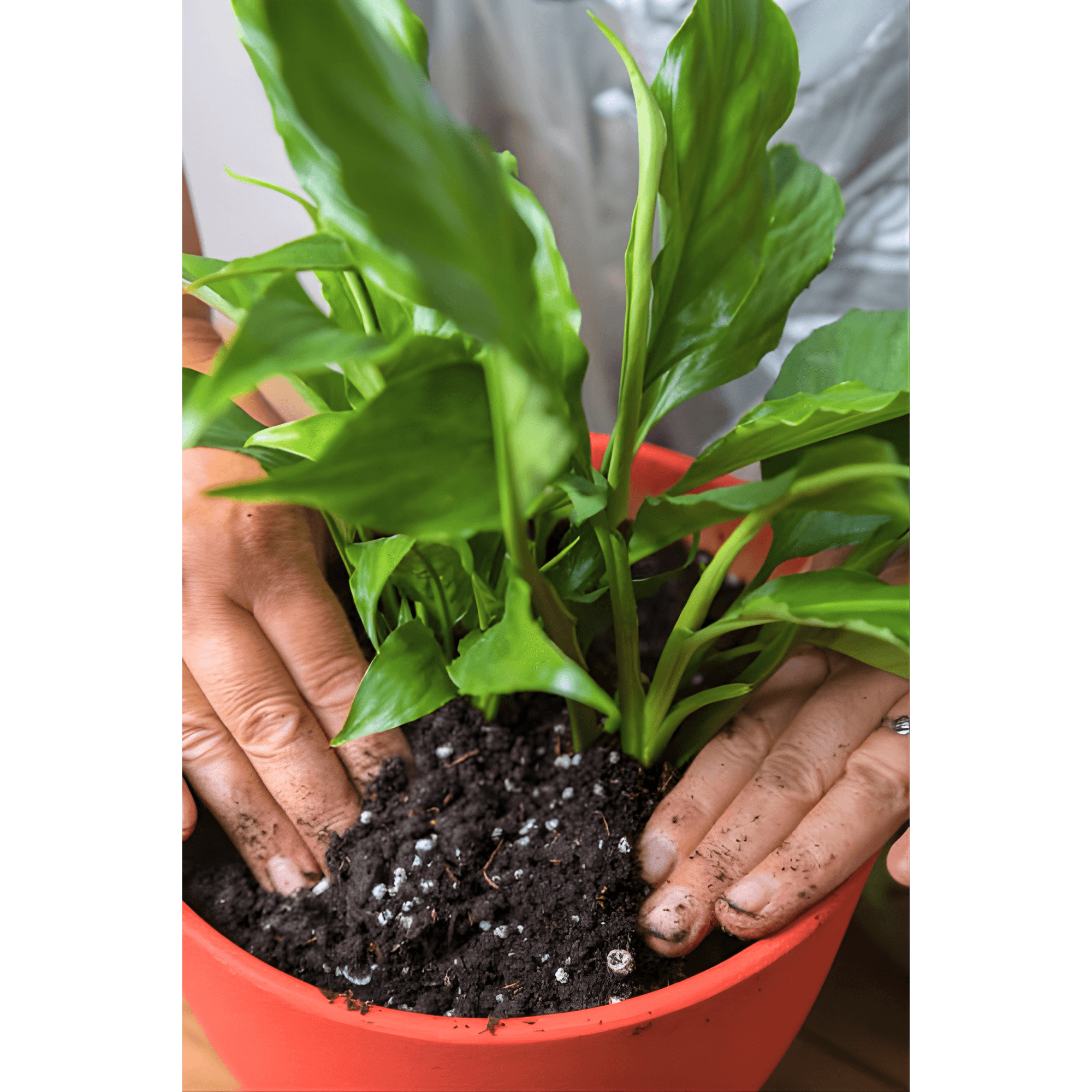 Soilandsand - pot.png
